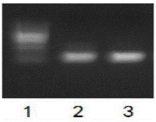 Detection method of gene hot-spot mutation