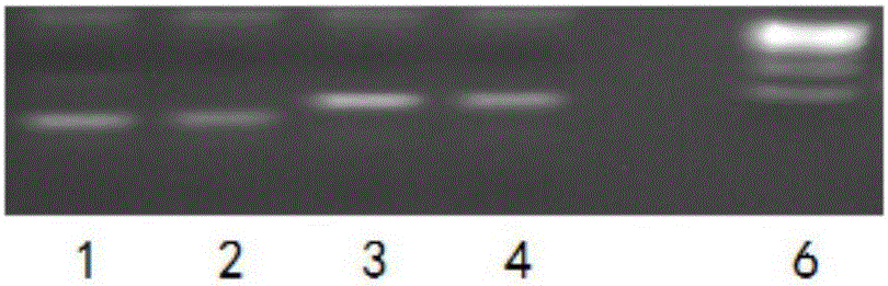 Detection method of gene hot-spot mutation