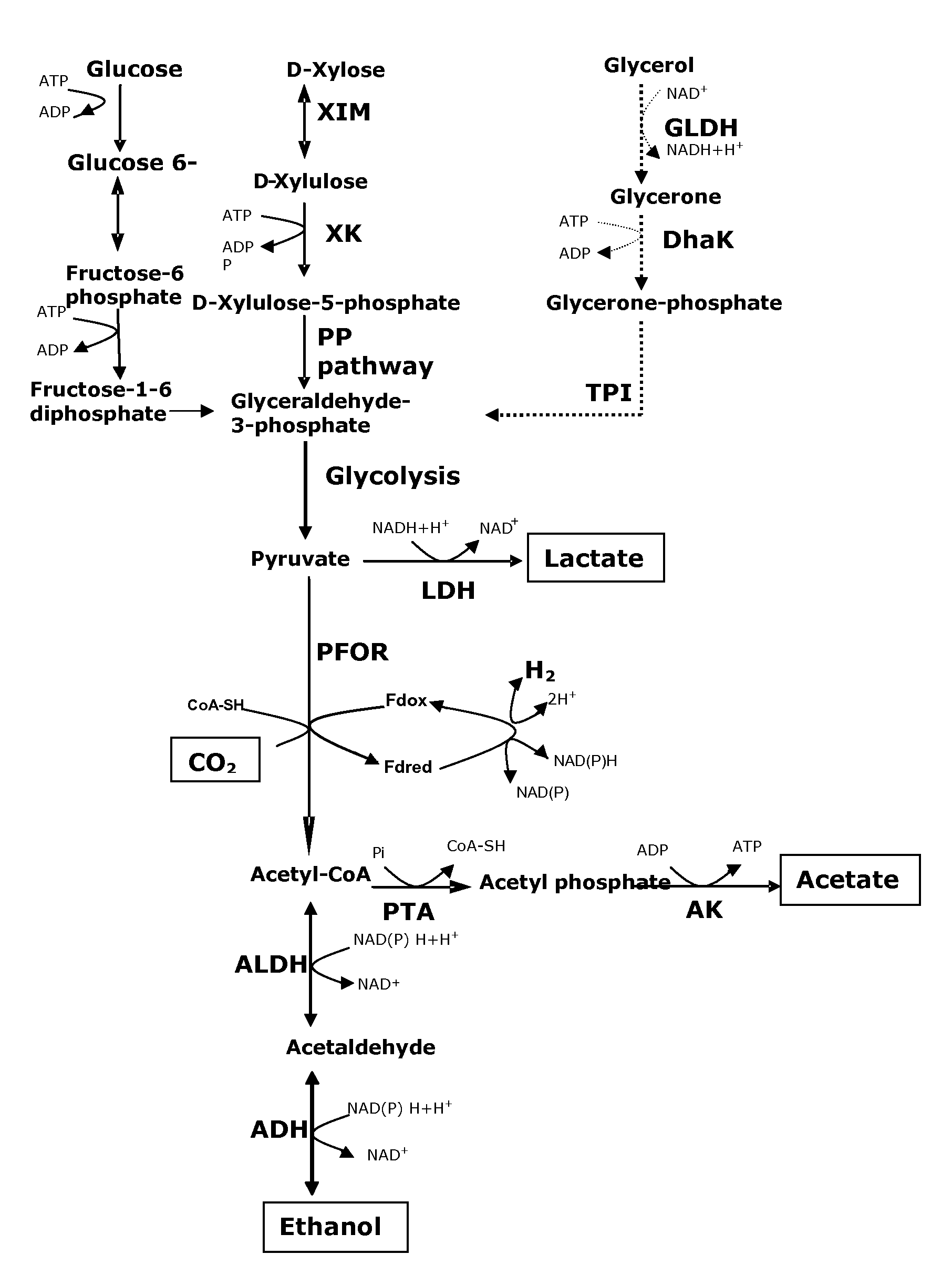 Increased ethanol production in recombinant bacteria