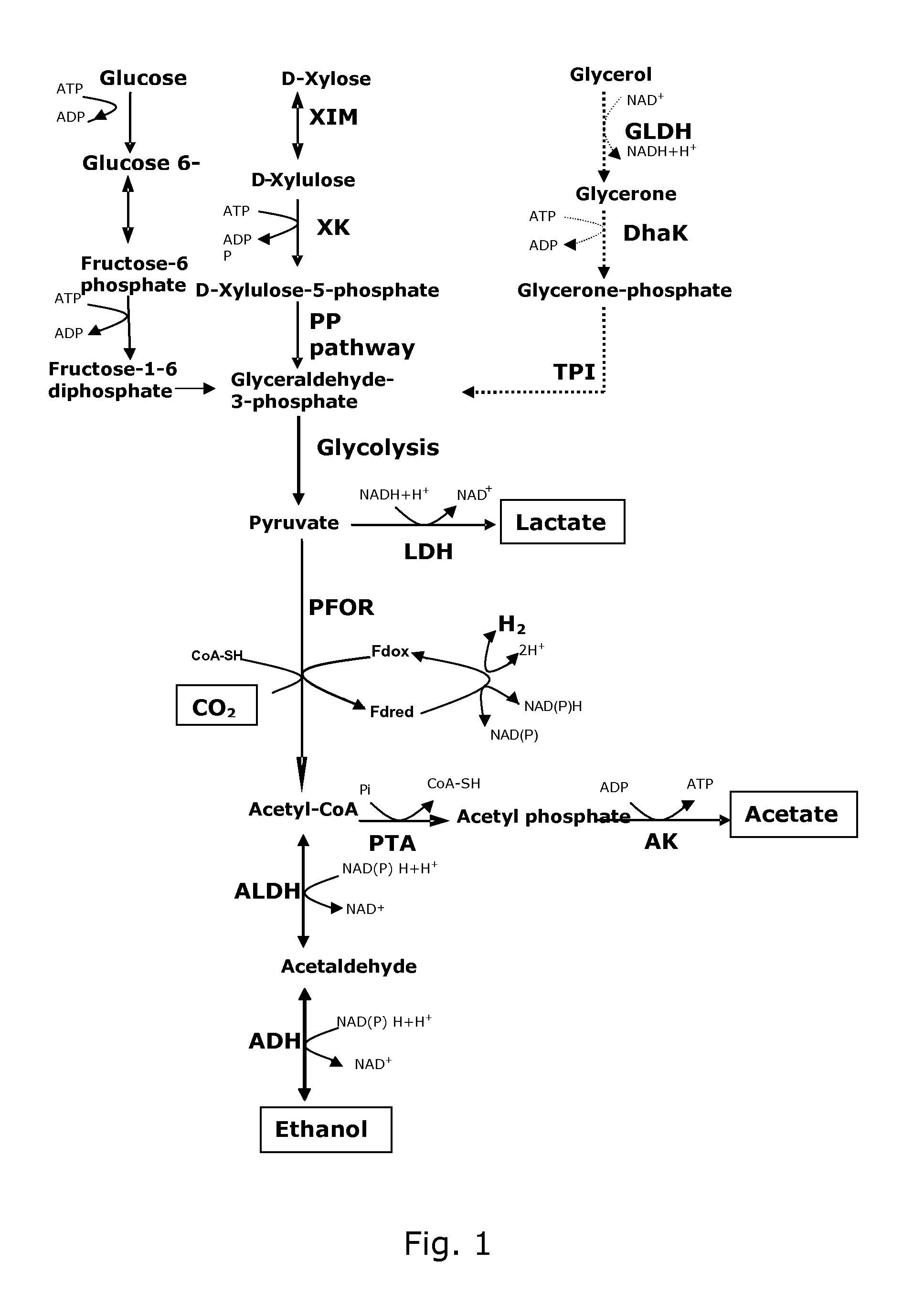 Increased ethanol production in recombinant bacteria