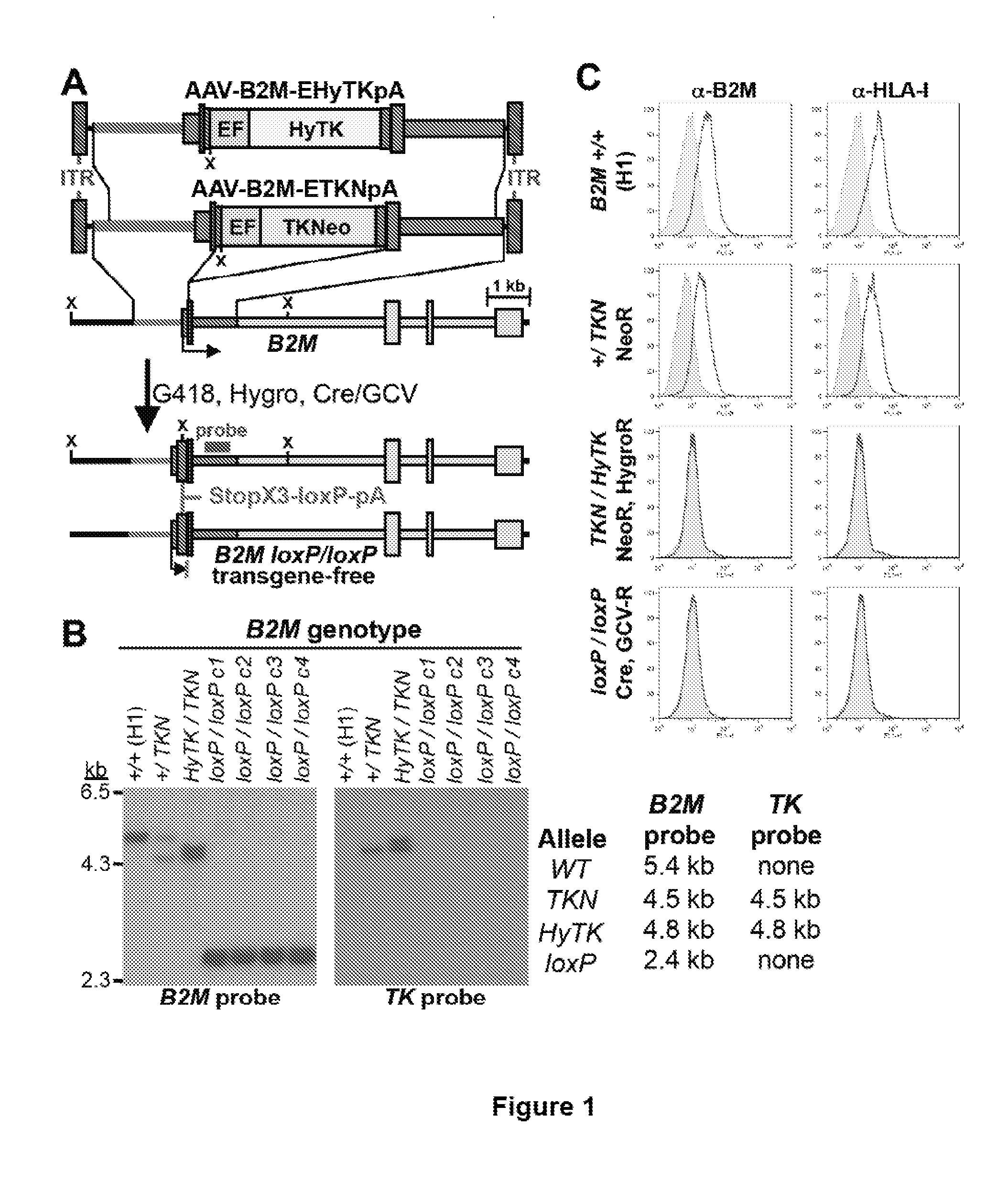 Beta-2 microglobulin-deficient cells