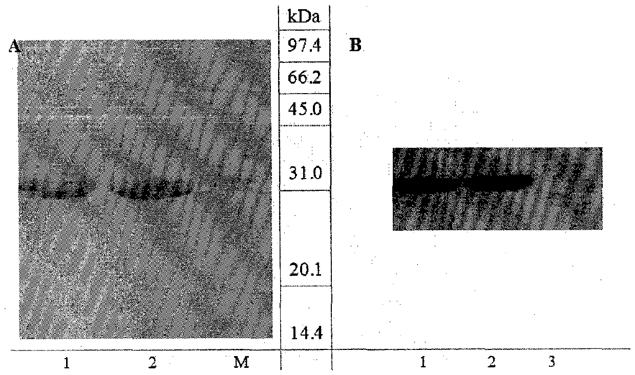 A kind of recombinant superantigen seb mutant, its preparation method and application