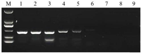 Neospora caninum specific PCR detection kit, and preparation method and application thereof