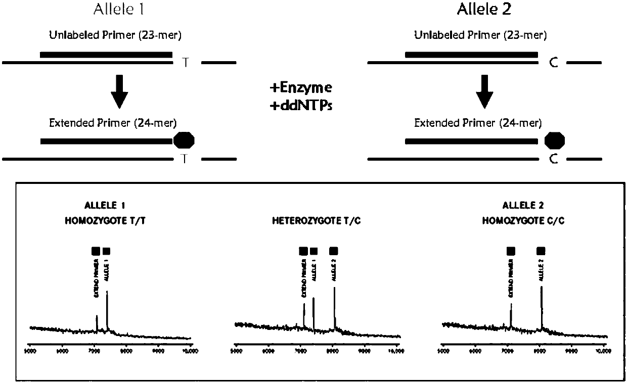 Method for carrying out mass-spectrography distinguishing on trandolapril individualized medicine application through primer composition