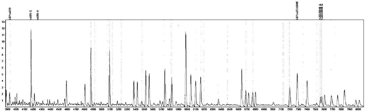 Method for carrying out mass-spectrography distinguishing on trandolapril individualized medicine application through primer composition