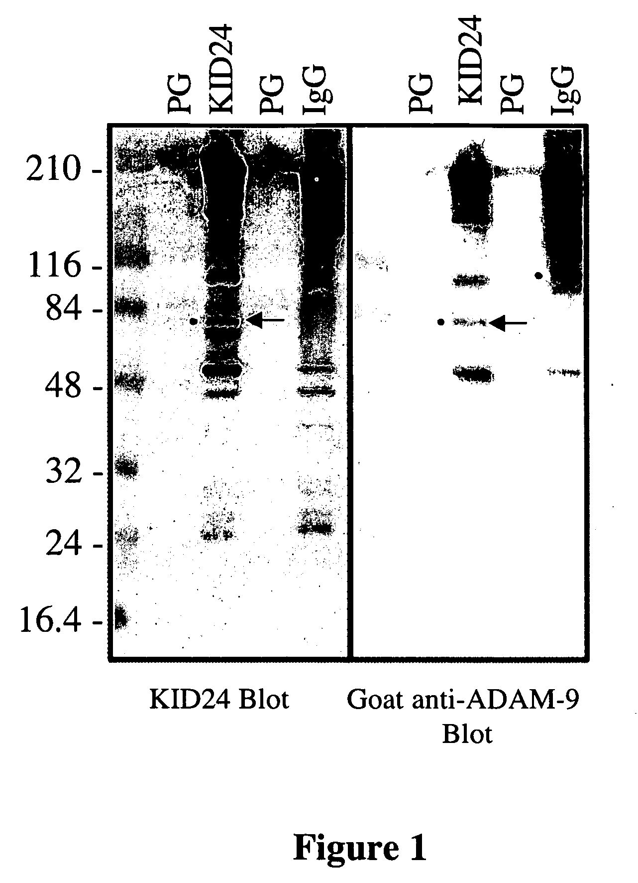 ADAM-9 modulators