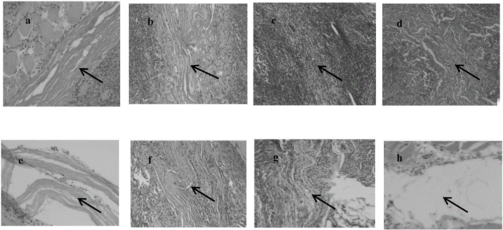 Natural extracellular matrix biological membrane as well as preparation method and applications thereof