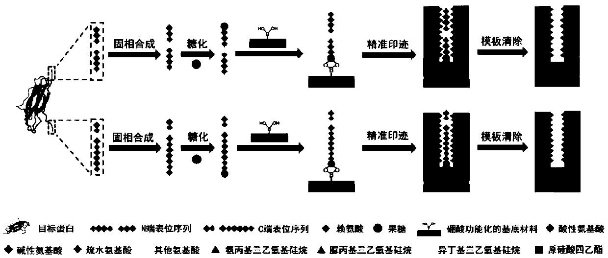 Common and convenient epitope imprinting method and application of molecular imprinting polymer