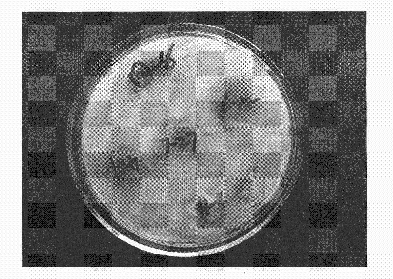 Fungal inoculant for controlling bacterial wilt of tomato and preparation method thereof