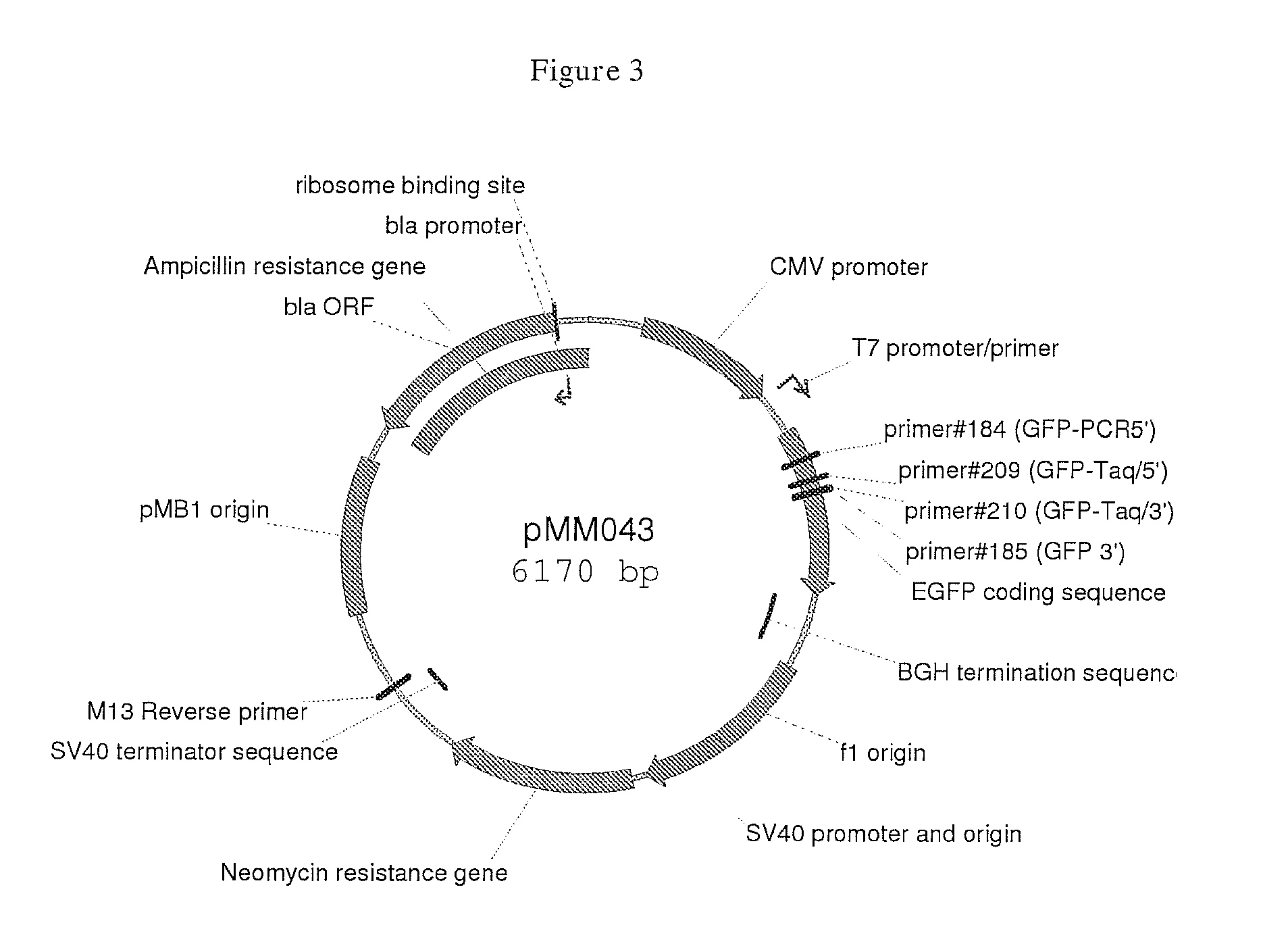 Targeting cells with altered microrna expression