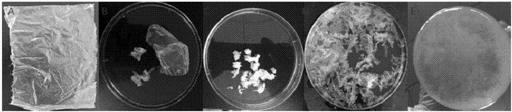 Microbial flora capable of efficiently degrading PBAT plastic mulching film