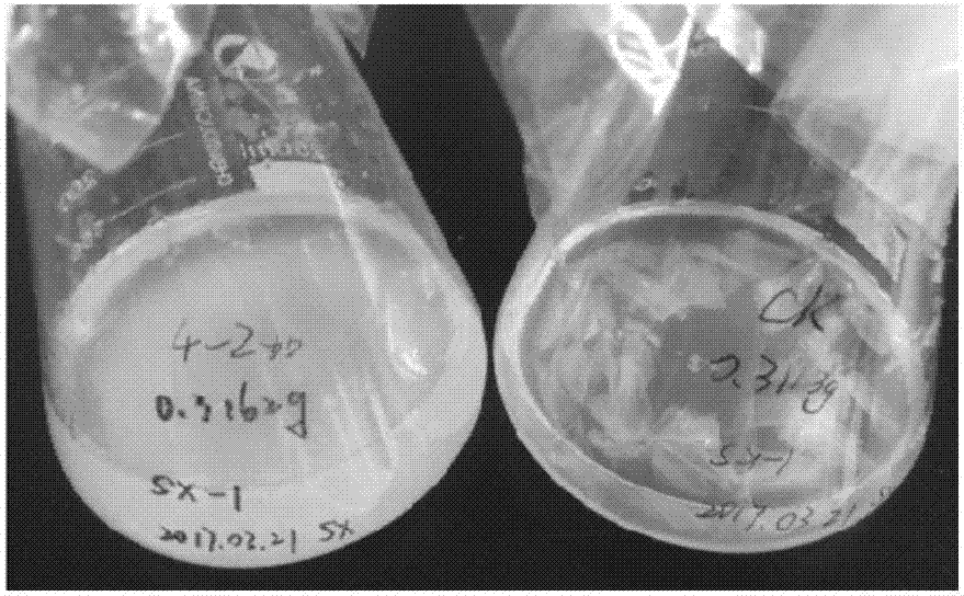 Microbial flora capable of efficiently degrading PBAT plastic mulching film