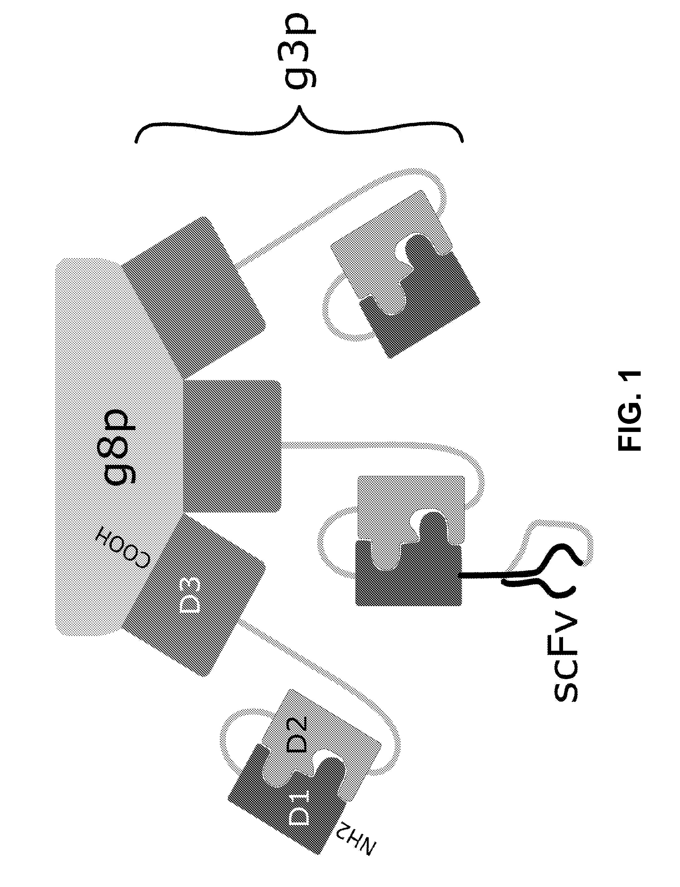 Chimaeric phages