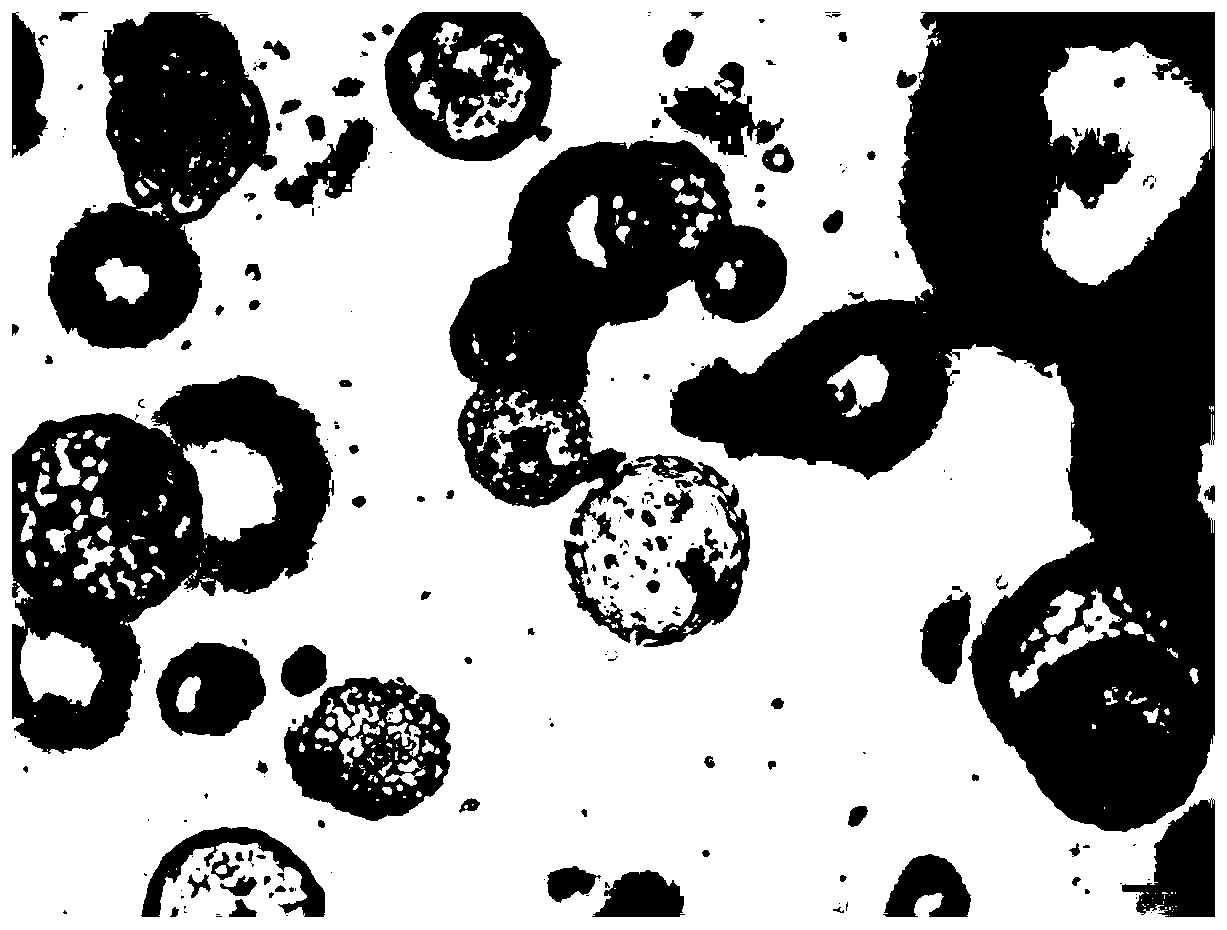 Construction method and application of organoid virus infection model