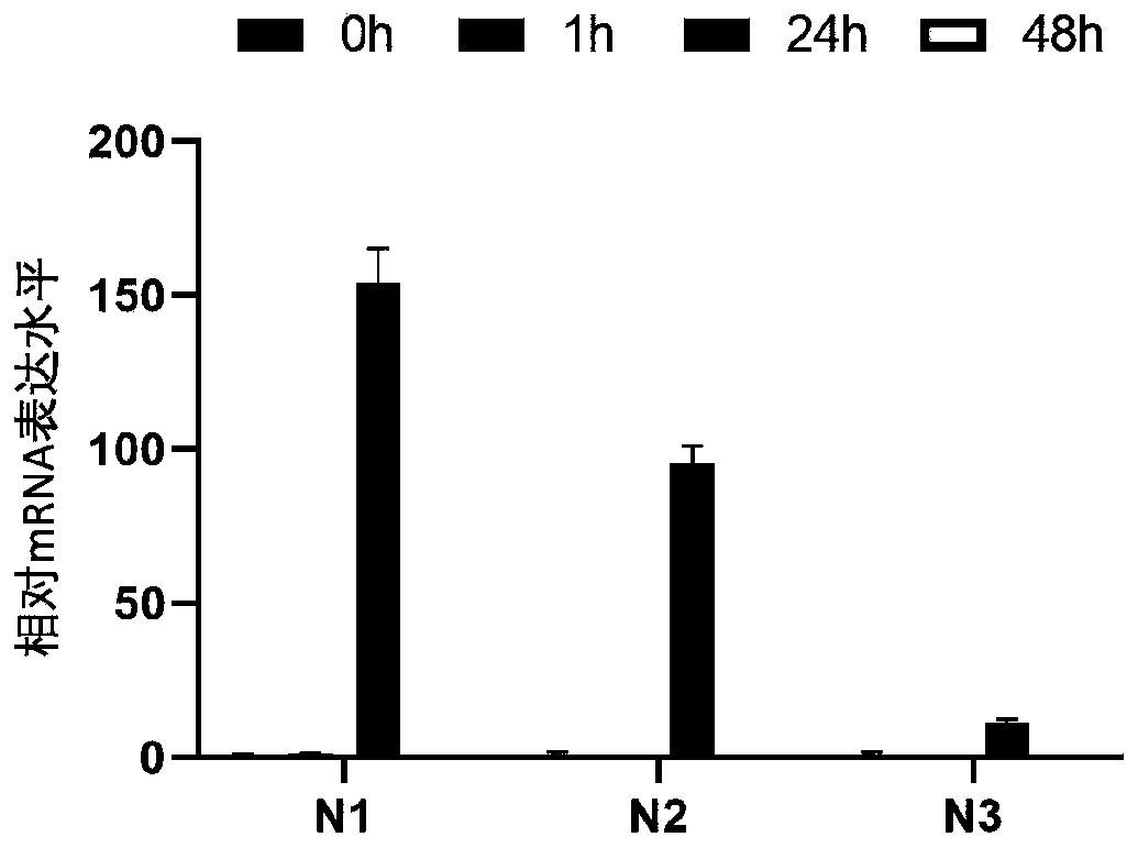 Construction method and application of organoid virus infection model