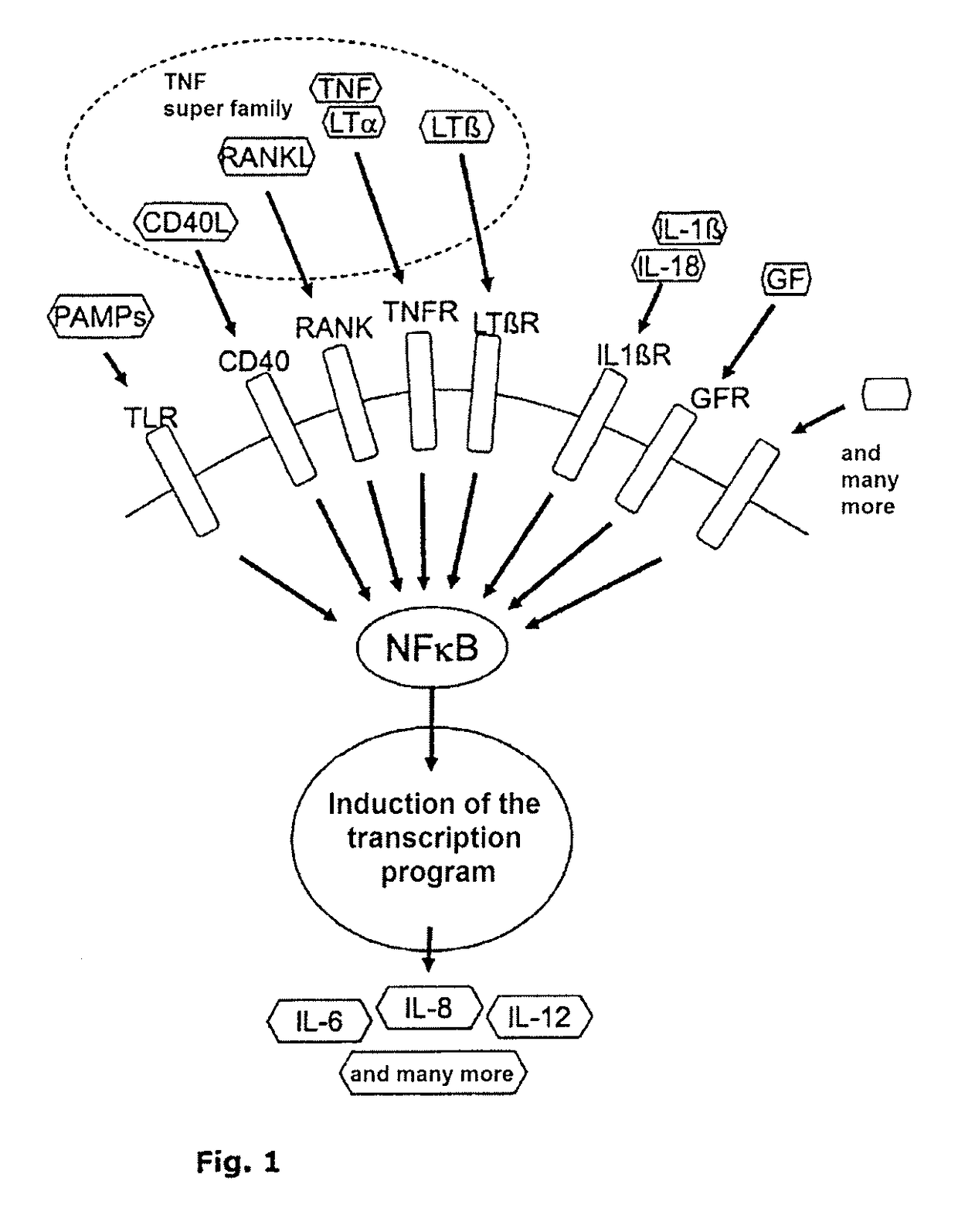 NF-κB signaling pathway-manipulated dendritic cells