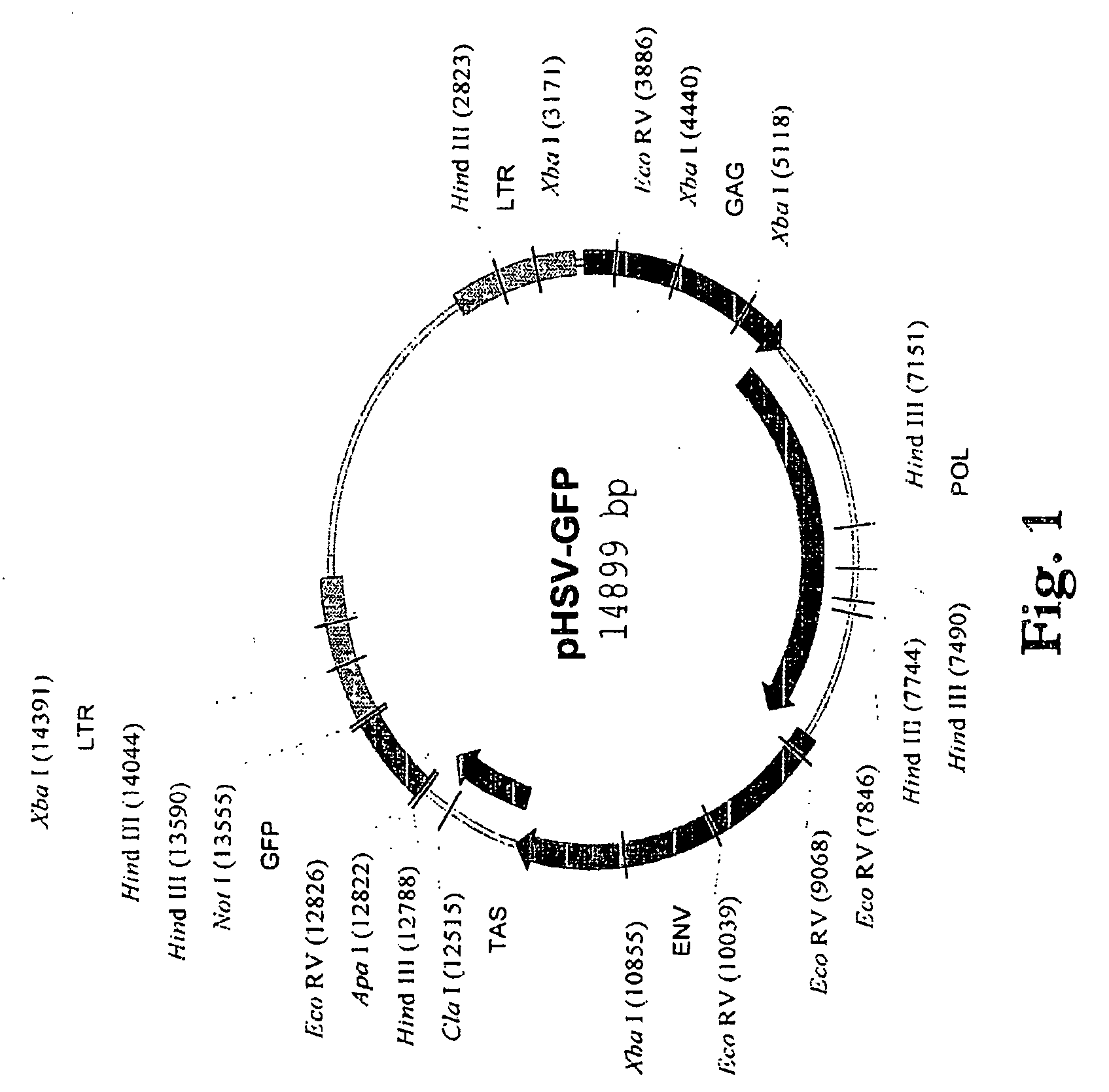 Live replicating spumavirus vector