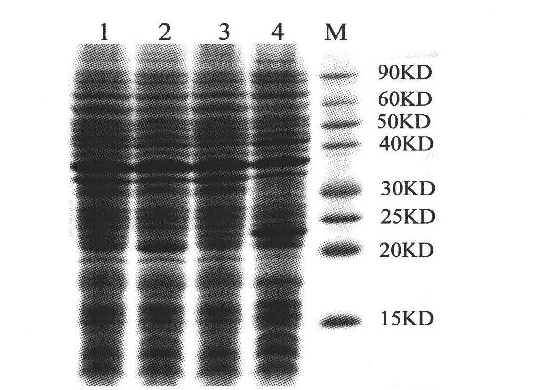 Rice XIOsPR10 gene and use thereof