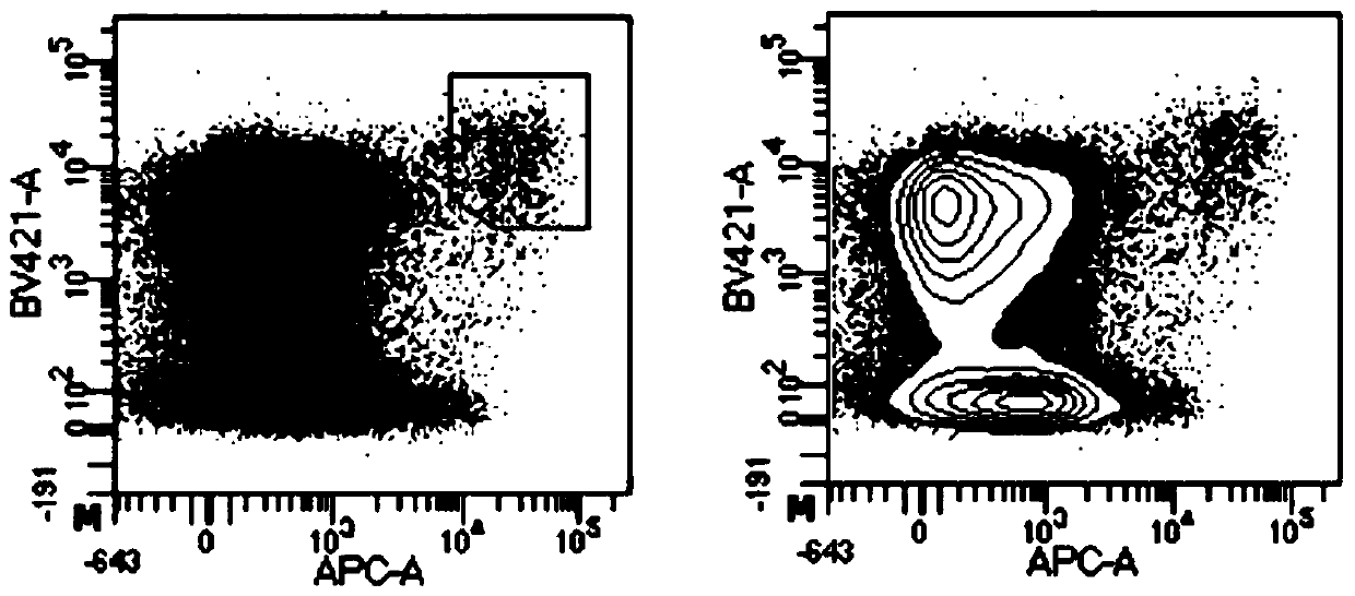 Antibody resistant to staphylococcus aureus and manganese ion binding protein C and application of antibody