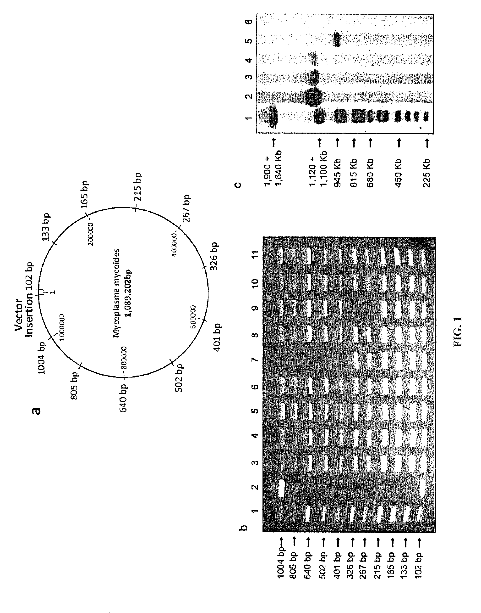 Crowding agent-induced nucleic acid transfer into a recipient host cell