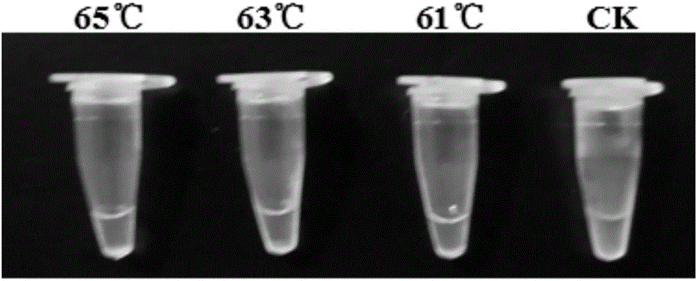 RT-LAMP (reverse transcription-loop-mediated isothermal amplification) primers and kit for detecting pepper veinal mottle virus