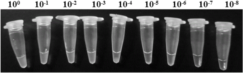 RT-LAMP (reverse transcription-loop-mediated isothermal amplification) primers and kit for detecting pepper veinal mottle virus