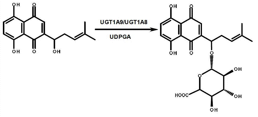 UGT1A9/1A8 specific probe substrate and use thereof