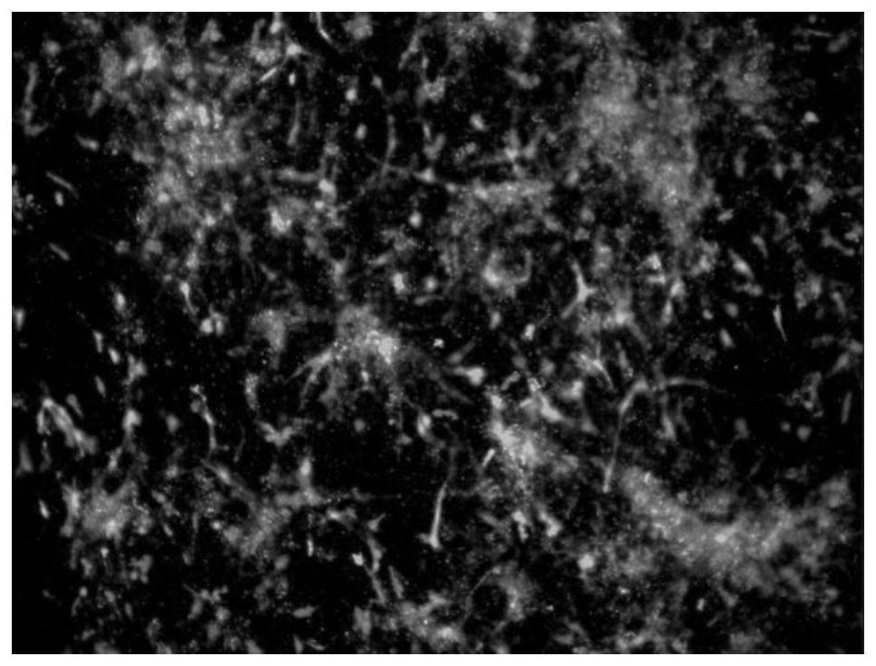 Double cross-linked integrated seamless composite hydrogel scaffold for articular cartilage repair