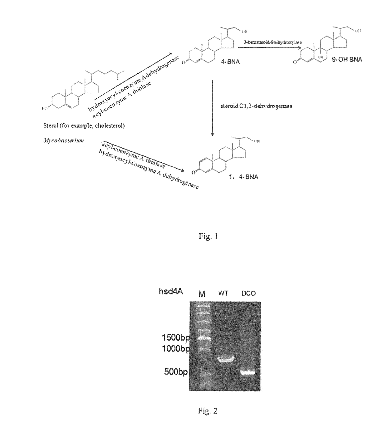 Hydroxyacyl-coenzyme a dehydrogenase gene, an acyl-coenzyme a thiolase gene, genetically engineered strains and a use thereof