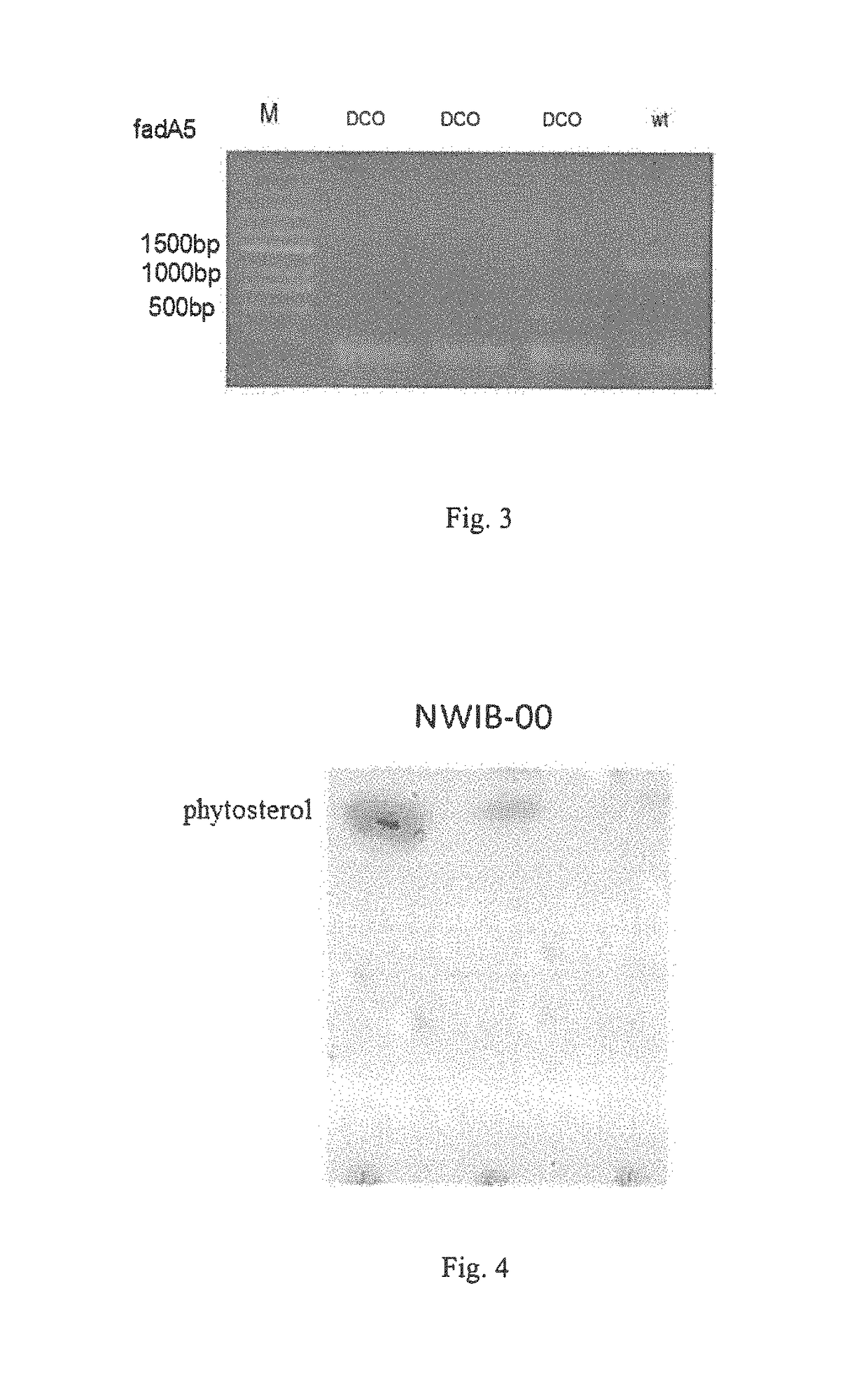 Hydroxyacyl-coenzyme a dehydrogenase gene, an acyl-coenzyme a thiolase gene, genetically engineered strains and a use thereof