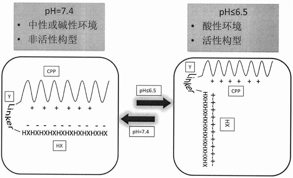 A kind of pH sensitive polypeptide and its application