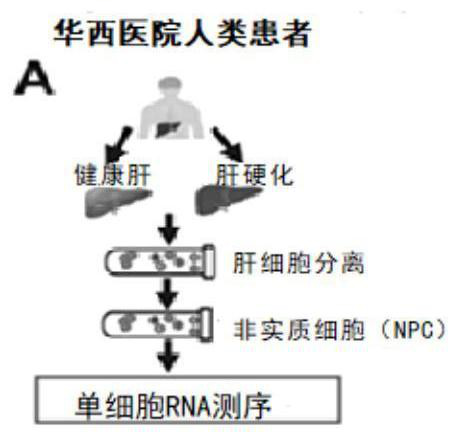 Marker group for evaluating non-alcoholic steatohepatitis