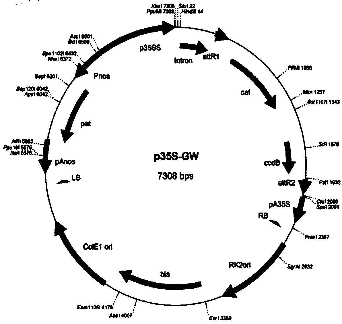 Soybean biological clock gene GmFKF2, encoding protein, and applications thereof