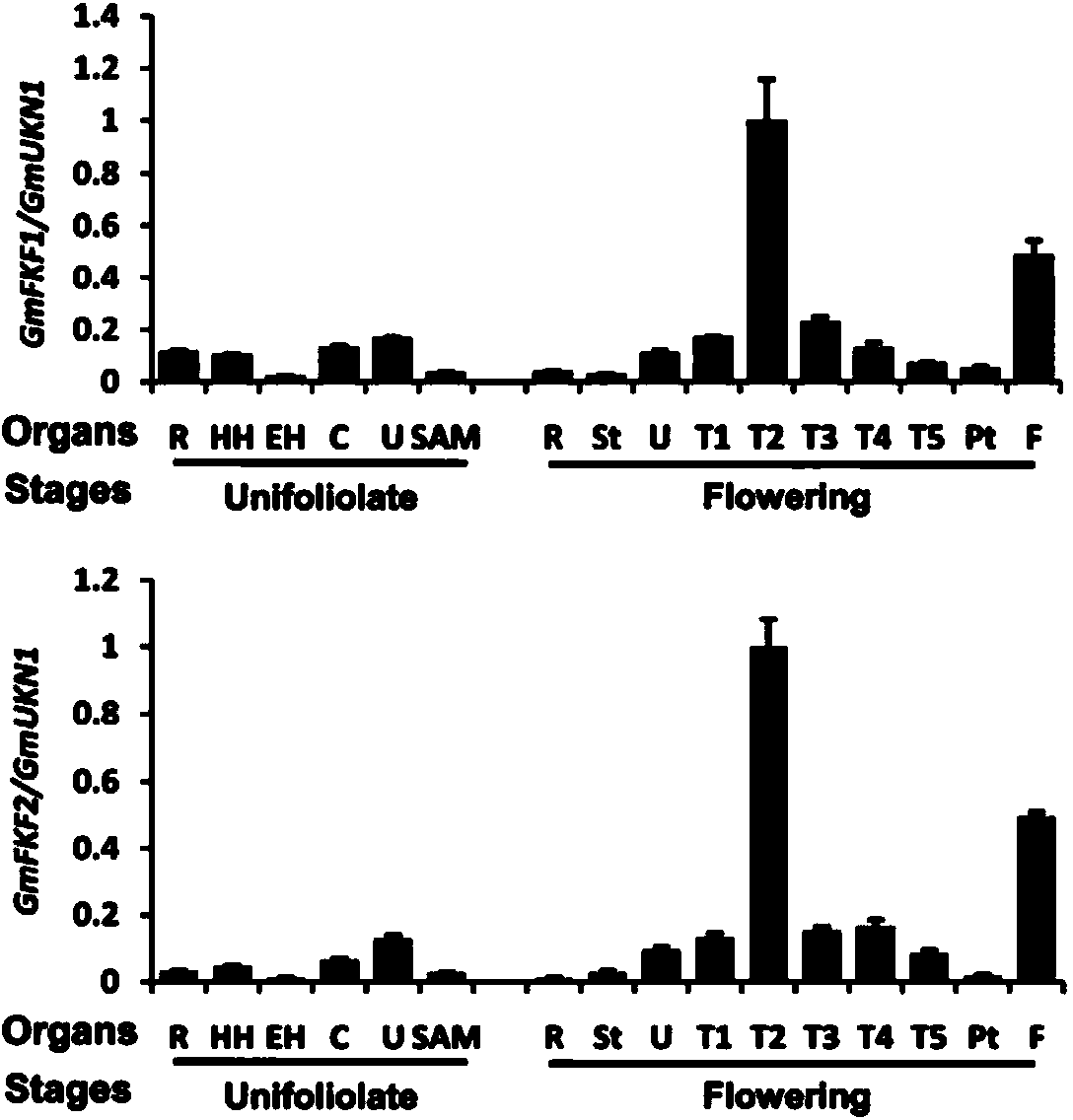 Soybean biological clock gene GmFKF2, encoding protein, and applications thereof