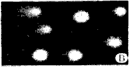 Chinese medicament preparation for protecting DNA oxidative damages, preparation method and application thereof