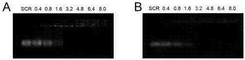 siRNA drug carrier polymer, preparation method thereof and application in targeted siRNA delivery