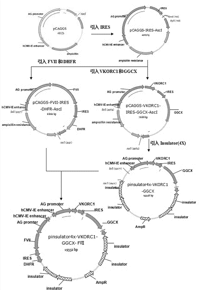 Host cell containing vector for expressing functional recombinant human coagulation factor VII and high-level expression method of functional recombinant human coagulation factor VII