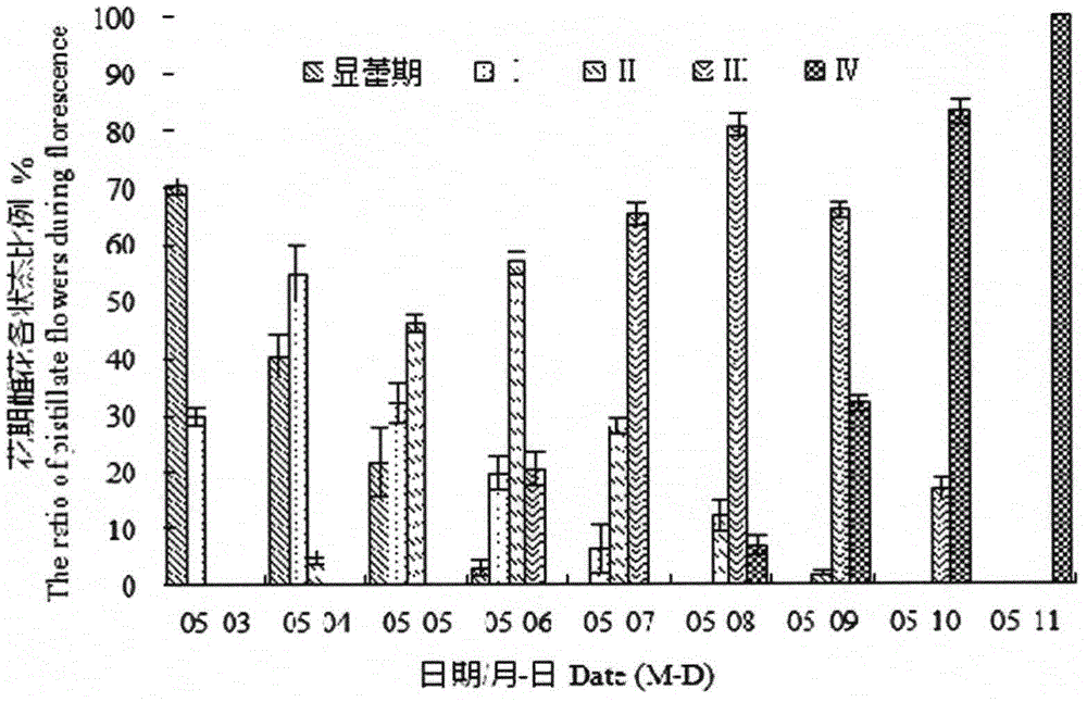 Carya illinoensis variety-pollination variety-selection and fruit-character analysis method