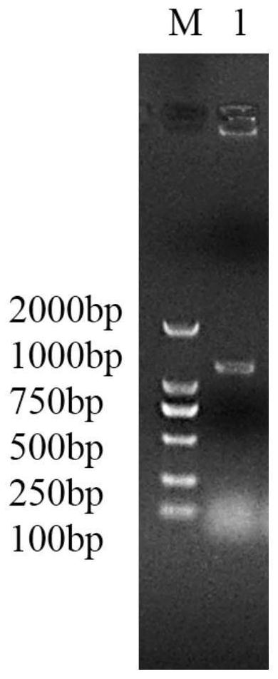 Proline racemase as well as preparation and application thereof