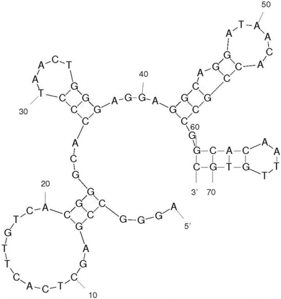 Aptamer C202 of staphylococcus aureus enterotoxin C2 as well as screening method and applications thereof