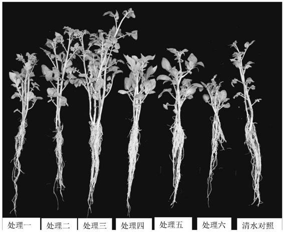 A compound agent for promoting the growth of potato seedlings and its application