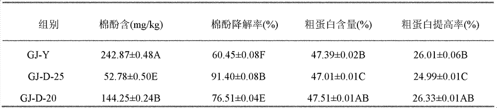 Gossypol degrading strain and application thereof