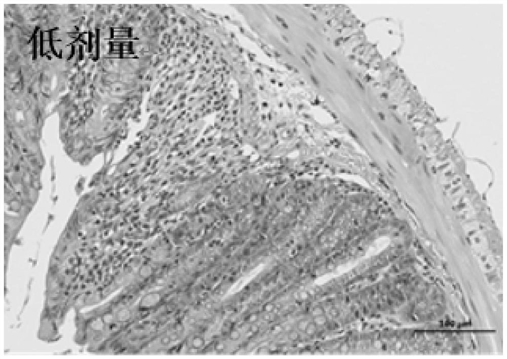 Lactobacillus paracasei Lc19 and microbial preparation containing lactobacillus paracasei Lc19