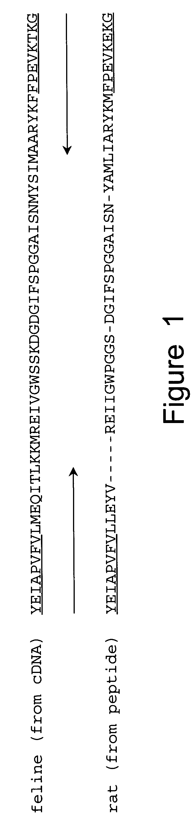 Cloned glutamic acid decarboxylase