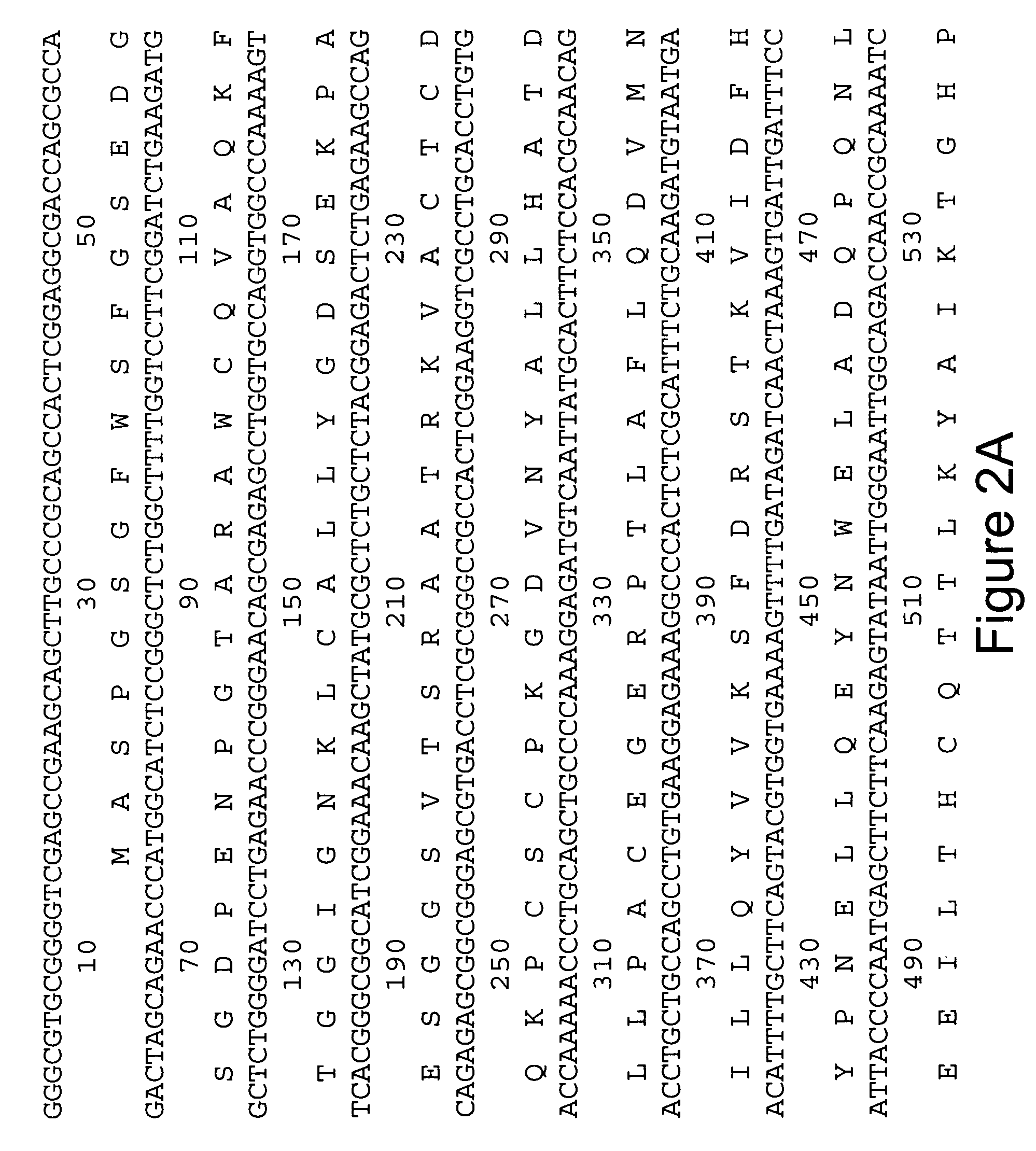 Cloned glutamic acid decarboxylase