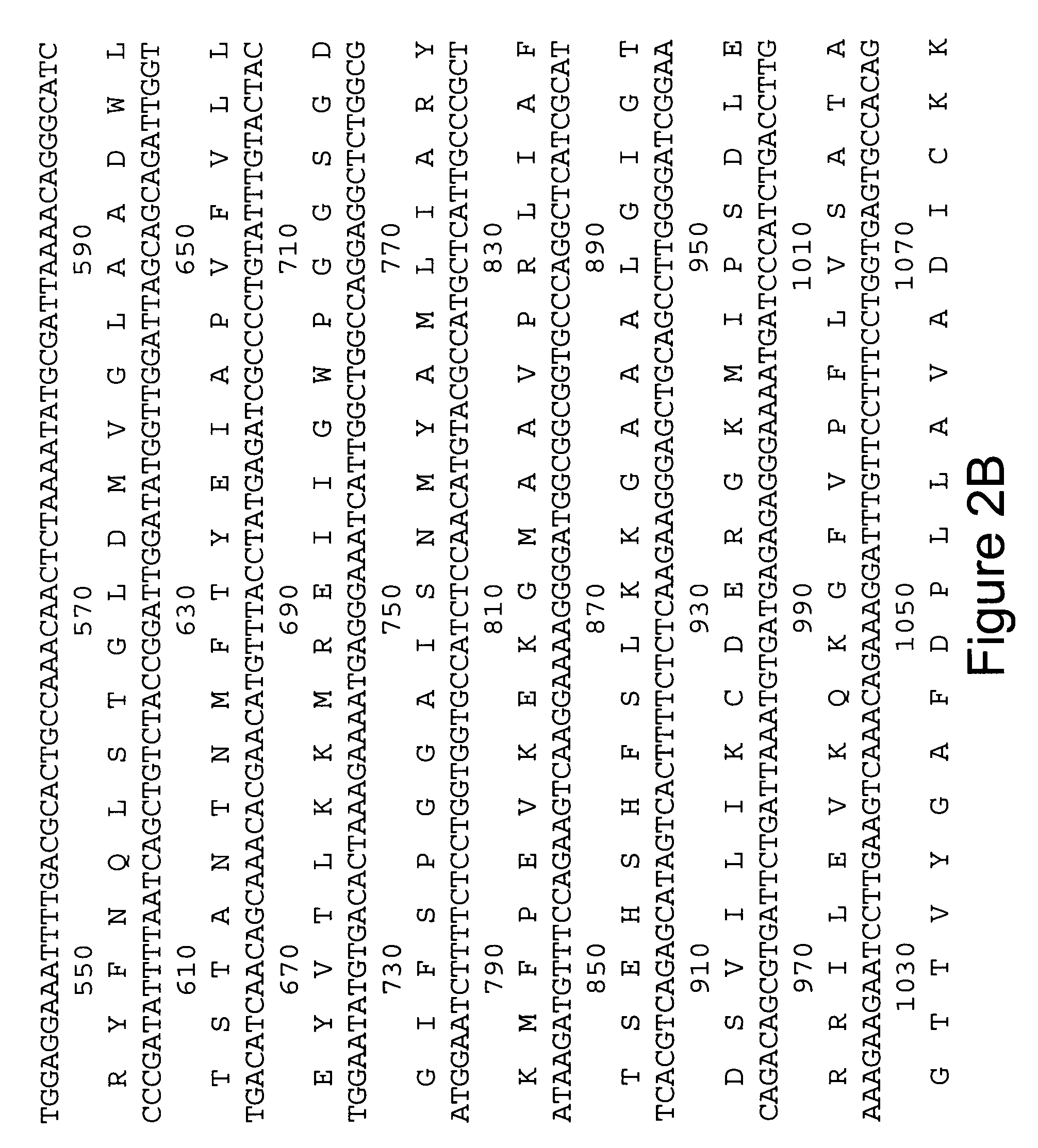 Cloned glutamic acid decarboxylase