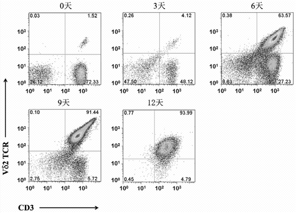 In-vitro culture method for increasing human Vdelta2 T cell amplification efficiency and application thereof