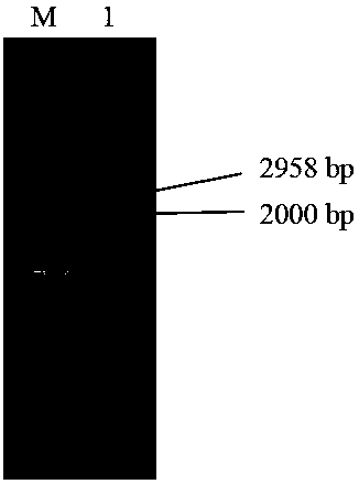 Recombinant baculovirus expressing porcine circovirus type 3 Cap protein and construction method and primers thereof