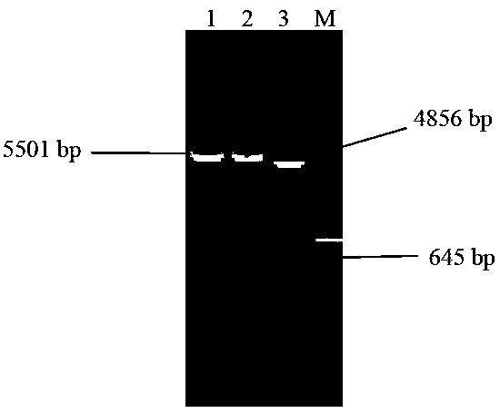 Recombinant baculovirus expressing porcine circovirus type 3 Cap protein and construction method and primers thereof