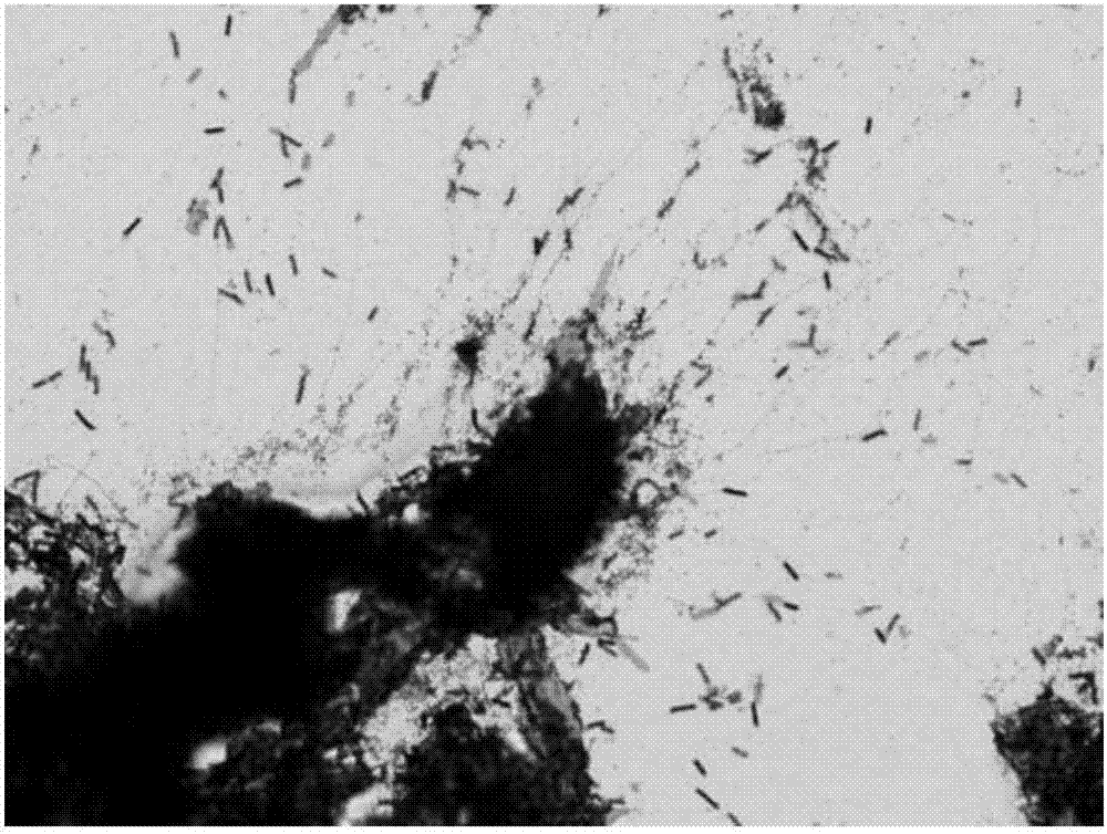 Method for converting and extracting resveratrol by means of bacteria